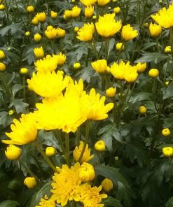 Hoa Cúc Thường Đà Lạt