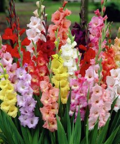 Hoa Lay ơn Đà Lạt