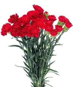 Hoa cẩm chướng đơn Đà Lạt