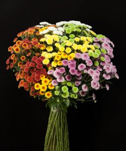 Hoa cúc Calimero Đà Lạt