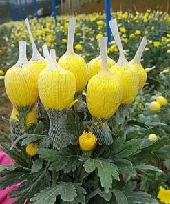 Hoa cúc lưới nhỏ Đà Lạt