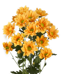 Hoa cúc mai cam Đà Lạt