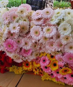 Hoa đồng tiền Đà Lạt