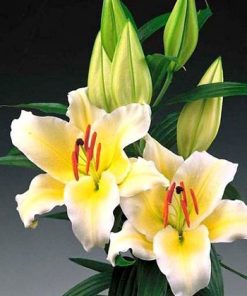 Hoa Ly Ù Vàng Đà Lạt