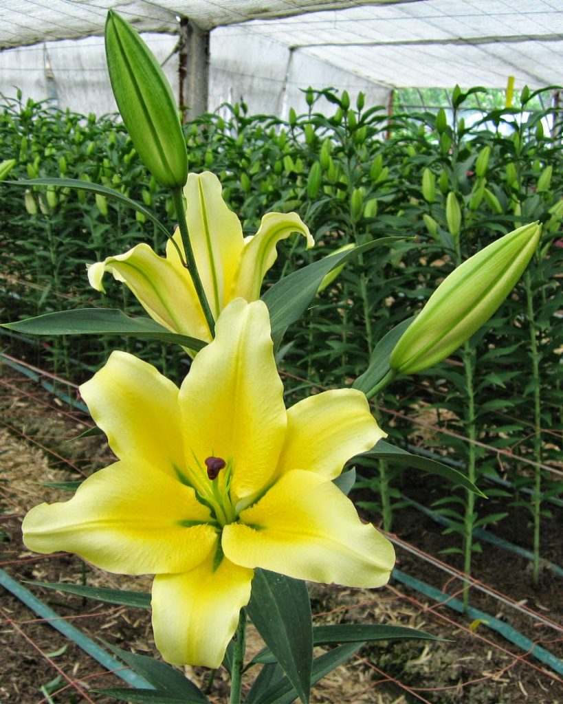 Hoa ly đà lạt – Golden Concador (Concador) 5 tai – Hoa tươi đà lạt – Hoa tươi đà lạt giá sỉ tại vườn