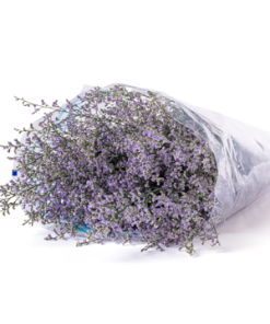 Hoa Sao Tím Đà Lạt