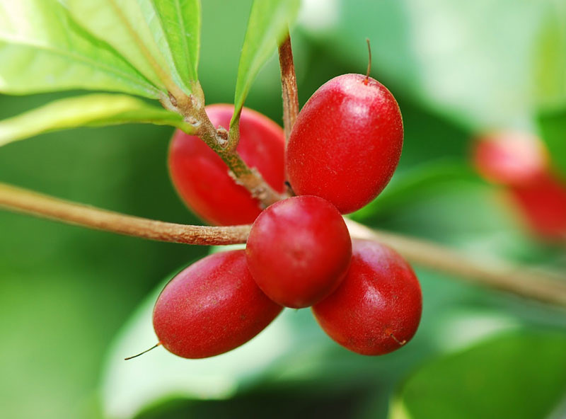 15 loại trái cây được bình chọn ngon nhất thế giới