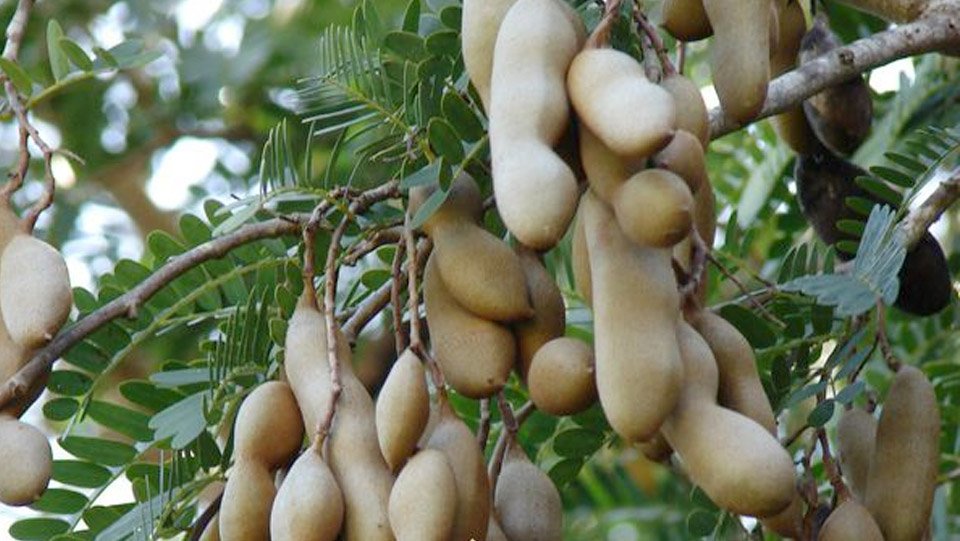 Me Thái Ngọt Nhập Khẩu - Bao Bao, Bao Bì