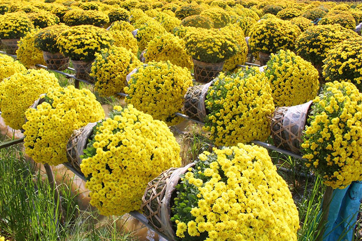 Bật Mí Ý Nghĩa Hoa Cúc Mâm Xôi [XEM NGAY]