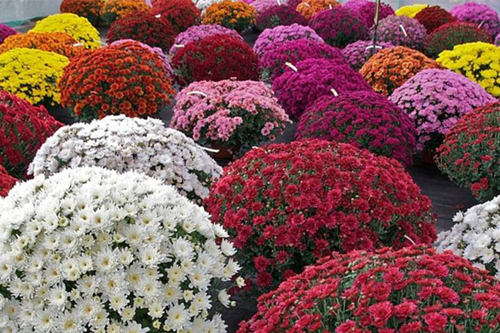 Bật Mí Ý Nghĩa Hoa Cúc Mâm Xôi [XEM NGAY]