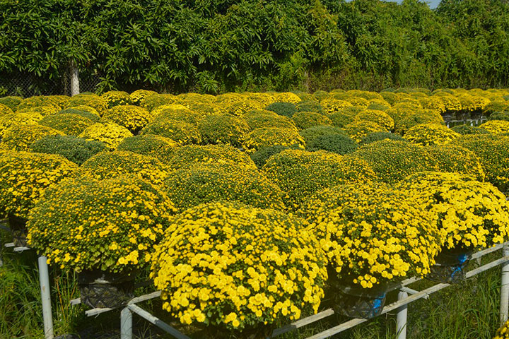 Bật Mí Ý Nghĩa Hoa Cúc Mâm Xôi [XEM NGAY]