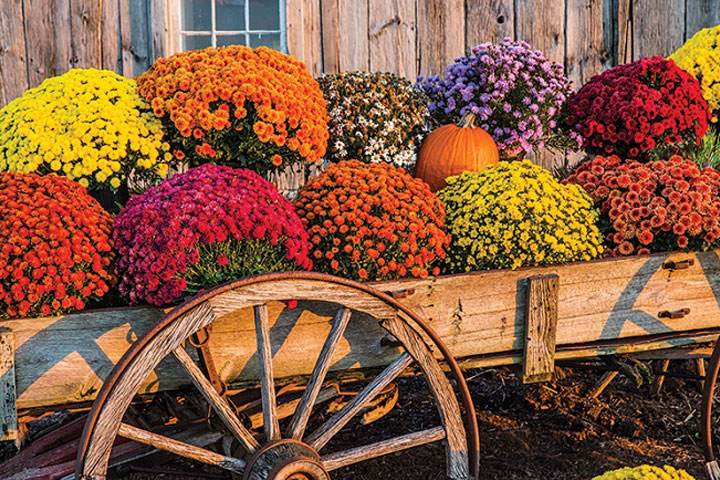 Bật Mí Ý Nghĩa Hoa Cúc Mâm Xôi [XEM NGAY]