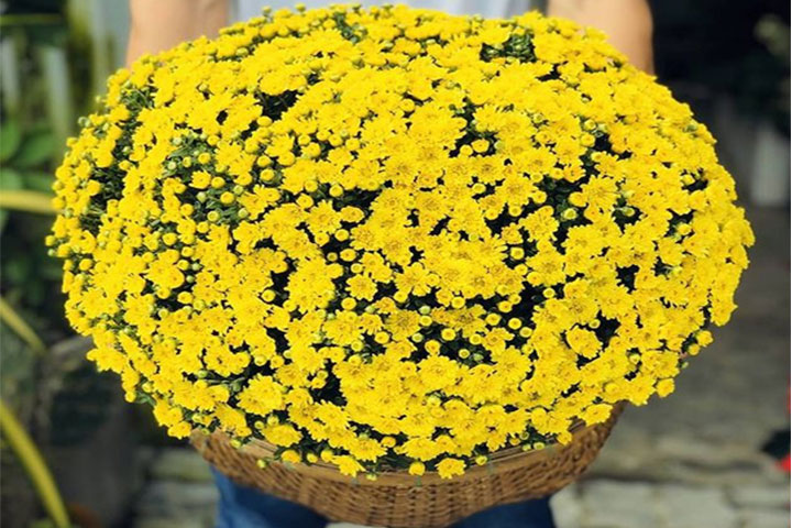 Bật Mí Ý Nghĩa Hoa Cúc Mâm Xôi [XEM NGAY]