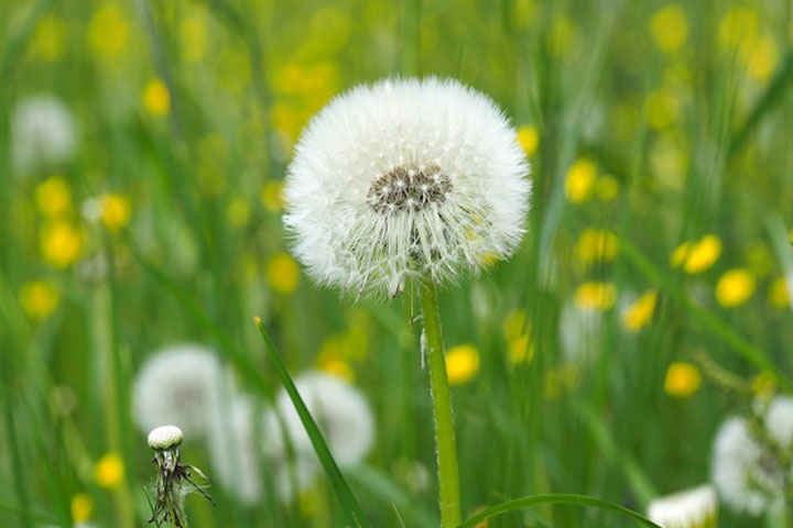 Bật Mí Ý Nghĩa Hoa Bồ Công Anh Trong Tình Yêu Và Cuộc Sống