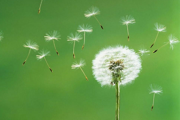 Bật Mí Ý Nghĩa Hoa Bồ Công Anh Trong Tình Yêu Và Cuộc Sống