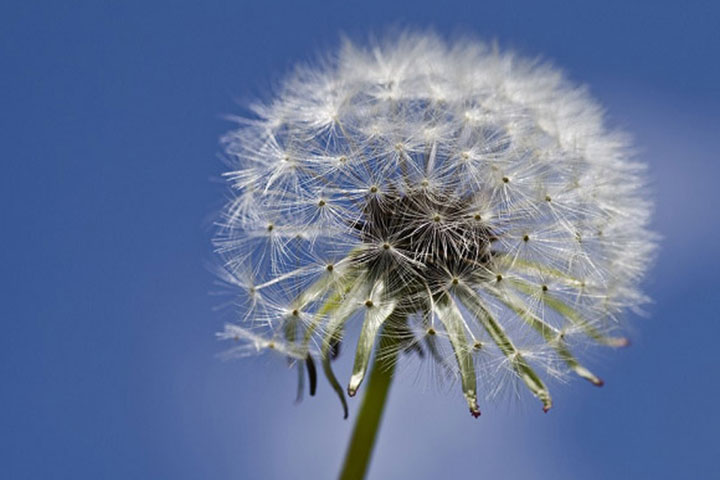 Bật Mí Ý Nghĩa Hoa Bồ Công Anh Trong Tình Yêu Và Cuộc Sống