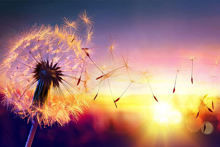 Bật Mí Ý Nghĩa Hoa Bồ Công Anh Trong Tình Yêu Và Cuộc Sống