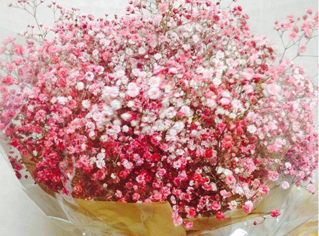 Bó hoa baby giá bao nhiêu? Xem ngay - Hoa Tươi Thanh Thảo