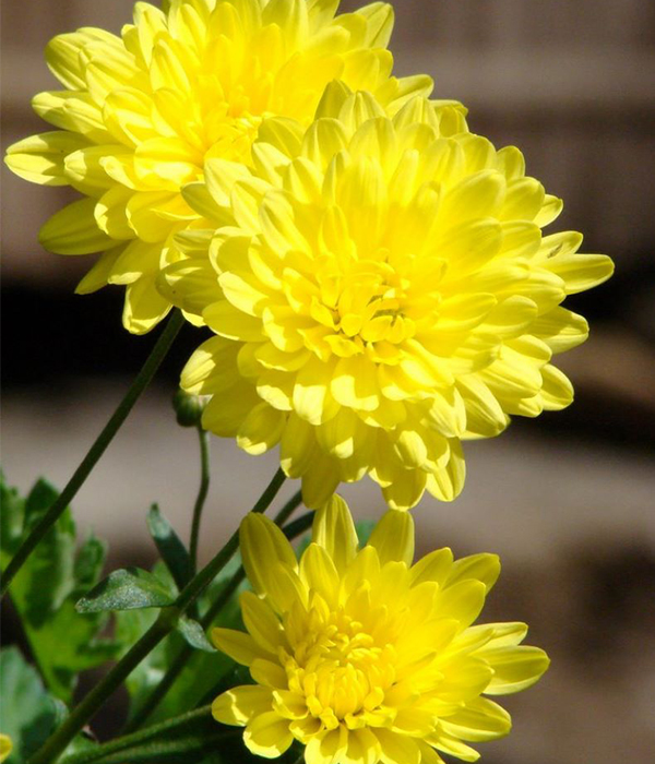 Hoa Cúc Vàng Có Ý Nghĩa Gì? 7 Ý Nghĩa Mọi Người Cần Biết