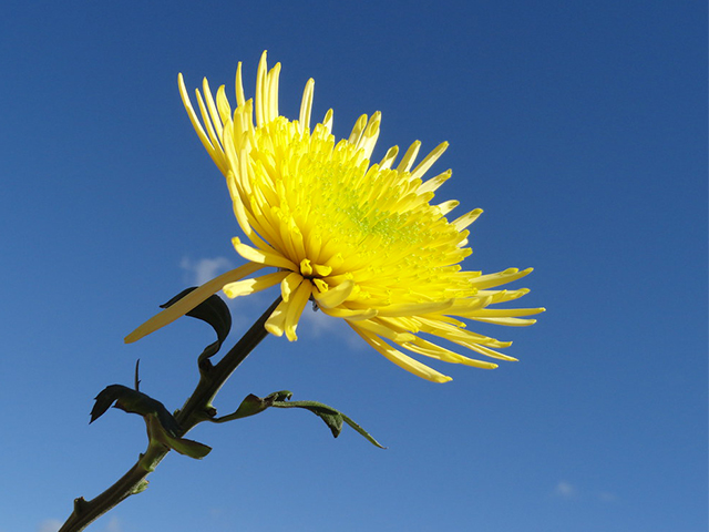 Hoa Cúc Vàng Có Ý Nghĩa Gì? 7 Ý Nghĩa Mọi Người Cần Biết