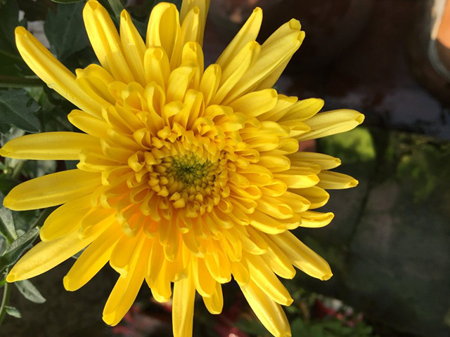 Hoa Cúc Vàng Có Ý Nghĩa Gì? 7 Ý Nghĩa Mọi Người Cần Biết