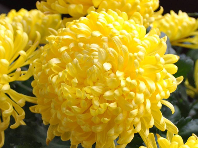 Hoa Cúc Vàng Có Ý Nghĩa Gì? 7 Ý Nghĩa Mọi Người Cần Biết