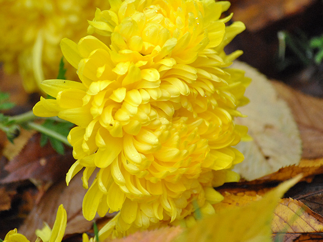 Hoa Cúc Vàng Có Ý Nghĩa Gì? 7 Ý Nghĩa Mọi Người Cần Biết