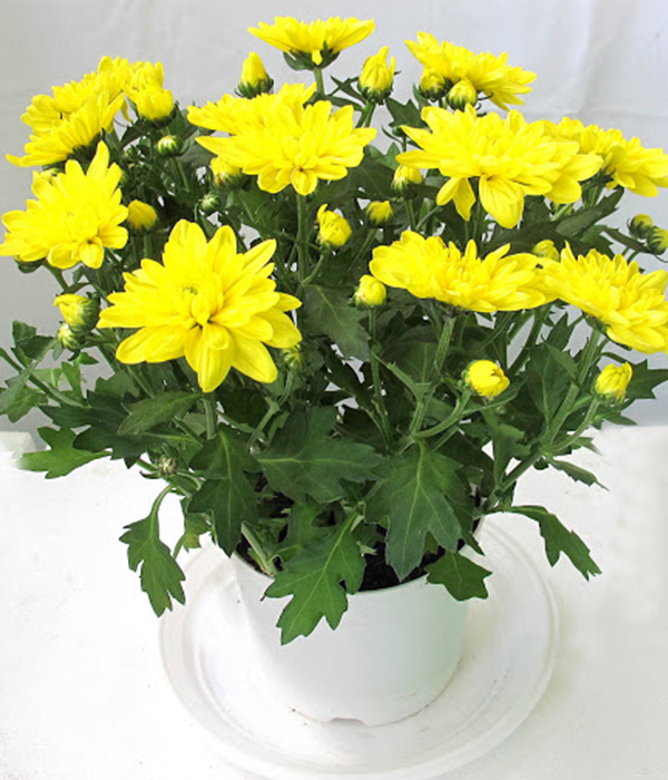 Hoa Cúc Vàng Có Ý Nghĩa Gì? 7 Ý Nghĩa Mọi Người Cần Biết