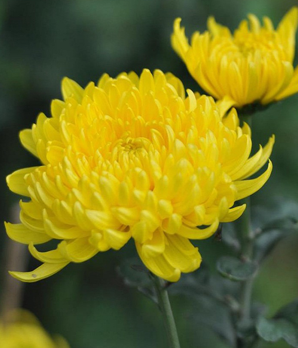 Hoa Cúc Vàng Có Ý Nghĩa Gì? 7 Ý Nghĩa Mọi Người Cần Biết