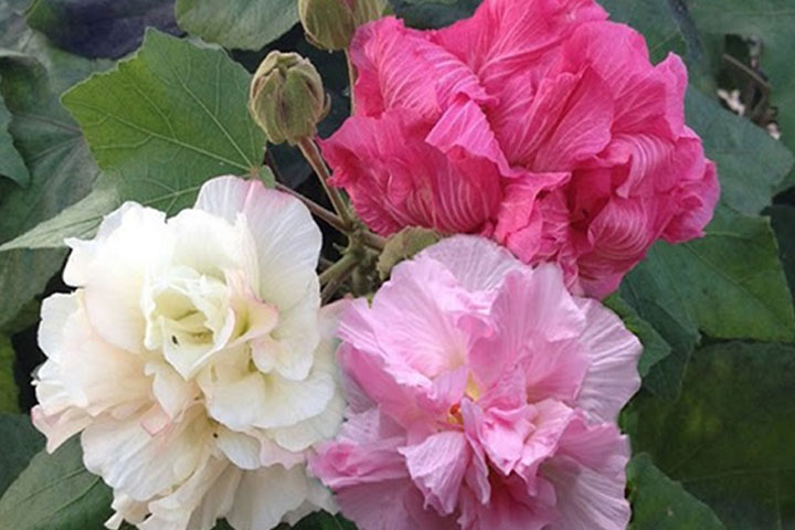 Hoa: Ý Nghĩa Và Cách Chăm Sóc Hiệu Quả