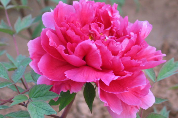 Hoa: Ý Nghĩa Và Cách Chăm Sóc Hiệu Quả