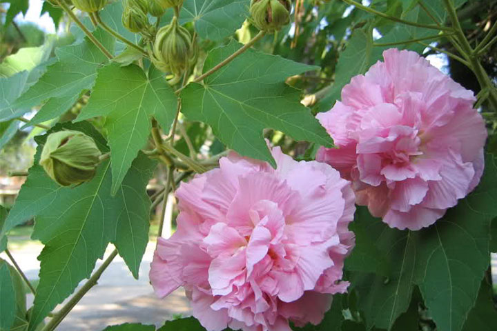 Hoa: Ý Nghĩa Và Cách Chăm Sóc Hiệu Quả