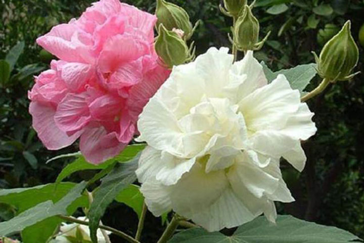 Hoa: Ý Nghĩa Và Cách Chăm Sóc Hiệu Quả