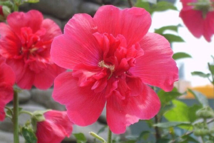 Hoa: Ý Nghĩa Và Cách Chăm Sóc Hiệu Quả