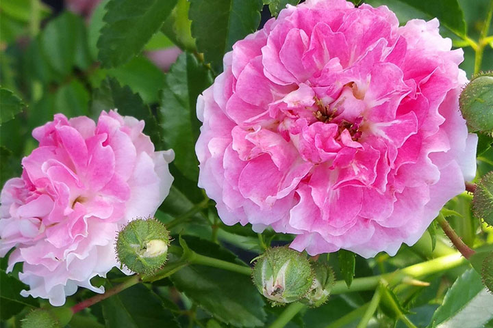 Hoa: Ý Nghĩa Và Cách Chăm Sóc Hiệu Quả