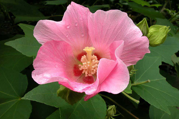 Hoa: Ý Nghĩa Và Cách Chăm Sóc Hiệu Quả