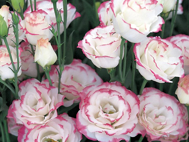 Nguồn Gốc Và Ý Nghĩa Của Hoa Mã Não Theo 7 Màu Sắc Khác Nhau