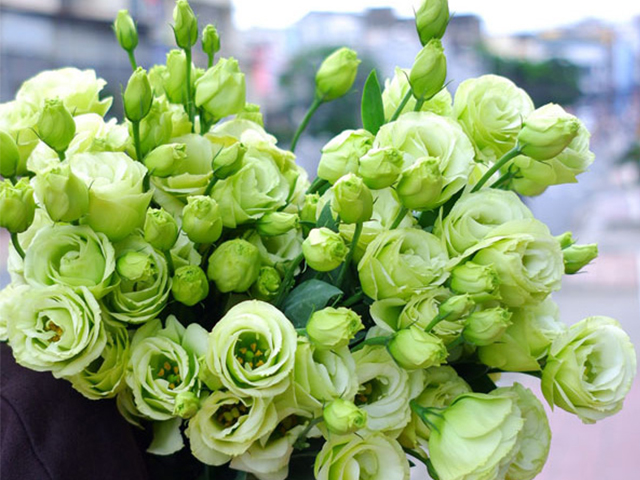 Nguồn Gốc Và Ý Nghĩa Của Hoa Mã Não Theo 7 Màu Sắc Khác Nhau