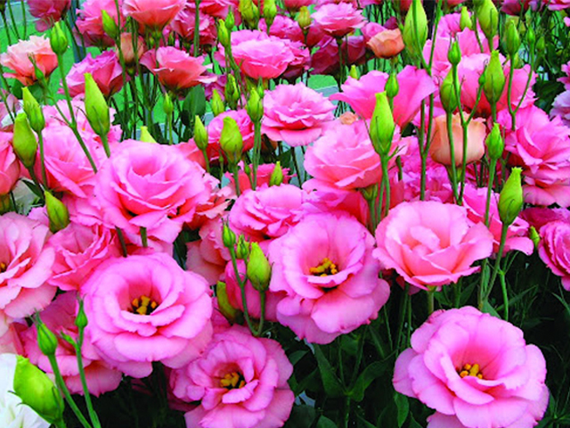 Nguồn Gốc Và Ý Nghĩa Của Hoa Mã Não Theo 7 Màu Sắc Khác Nhau