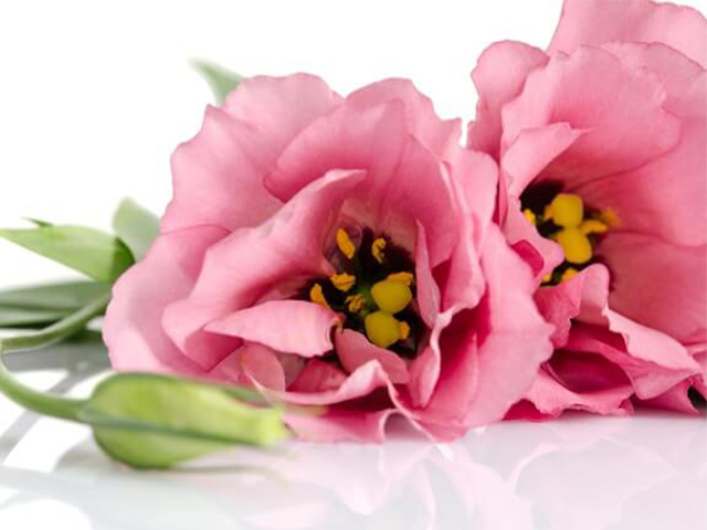 Nguồn Gốc Và Ý Nghĩa Của Hoa Mã Não Theo 7 Màu Sắc Khác Nhau