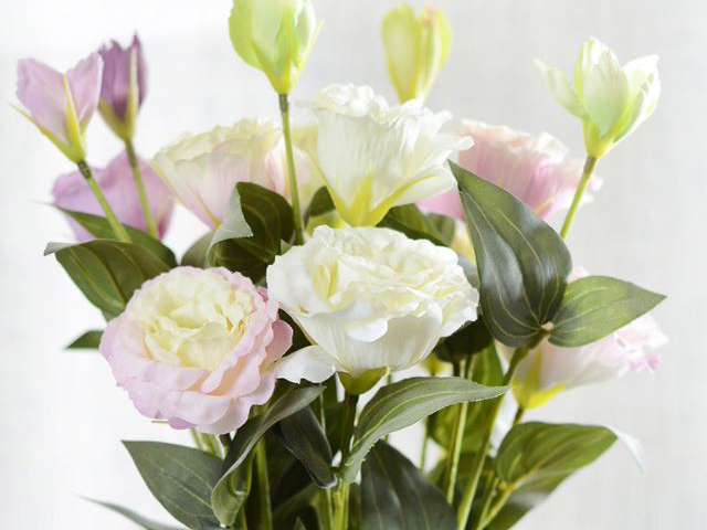 Nguồn Gốc Và Ý Nghĩa Của Hoa Mã Não Theo 7 Màu Sắc Khác Nhau