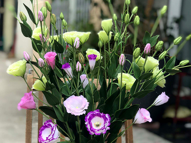 Nguồn Gốc Và Ý Nghĩa Của Hoa Mã Não Theo 7 Màu Sắc Khác Nhau