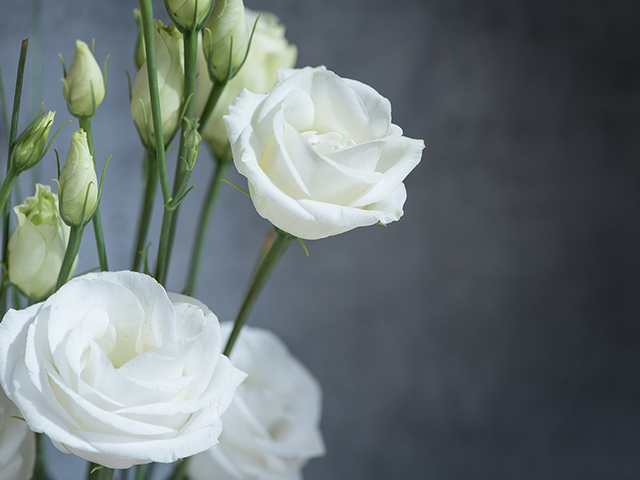 Nguồn Gốc Và Ý Nghĩa Của Hoa Mã Não Theo 7 Màu Sắc Khác Nhau