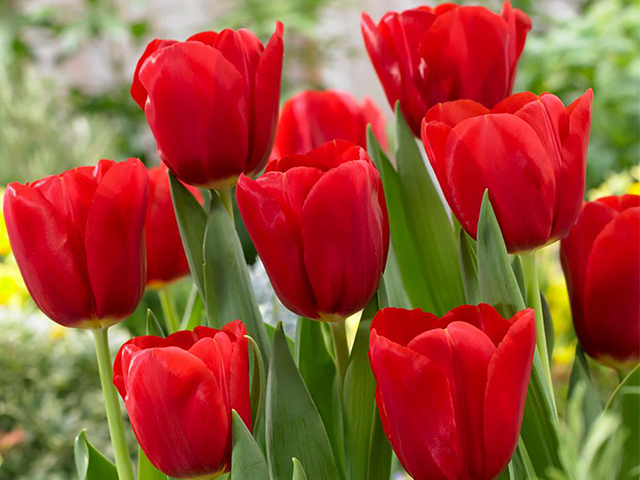 Nguồn Gốc Và Ý Nghĩa Của Hoa Tulip Theo 7 Màu