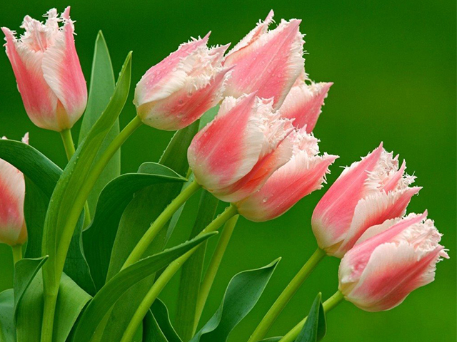 Nguồn Gốc Và Ý Nghĩa Của Hoa Tulip Theo 7 Màu