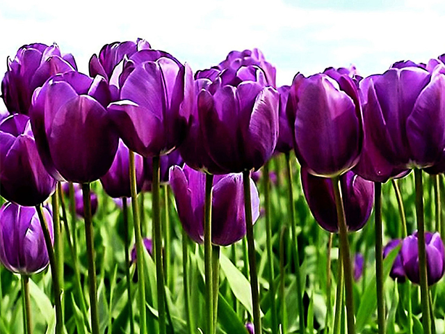 Nguồn Gốc Và Ý Nghĩa Của Hoa Tulip Theo 7 Màu