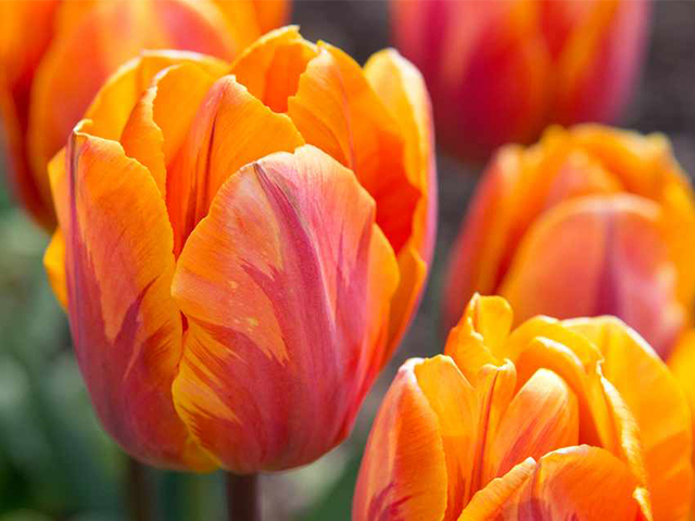 Nguồn Gốc Và Ý Nghĩa Của Hoa Tulip Theo 7 Màu