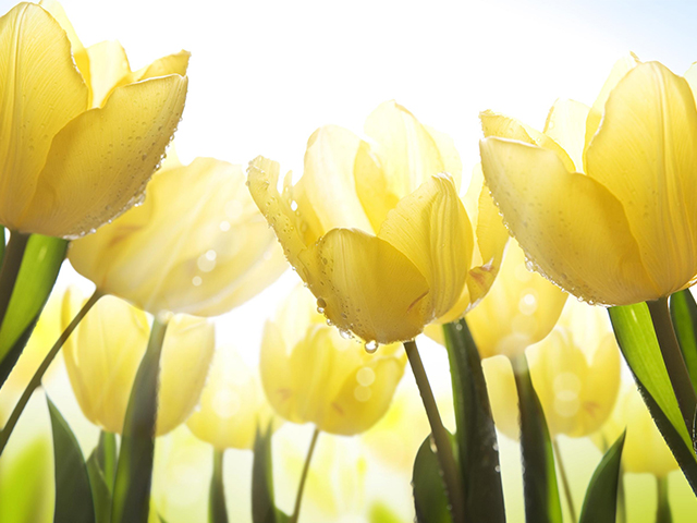 Nguồn Gốc Và Ý Nghĩa Của Hoa Tulip Theo 7 Màu