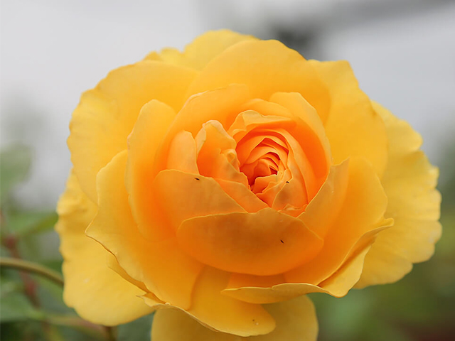 Ý Nghĩa Hoa Hồng Vàng Trong Tình Yêu & Phong Thủy