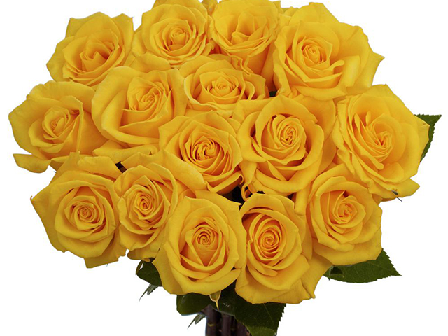 Ý Nghĩa Hoa Hồng Vàng Trong Tình Yêu & Phong Thủy